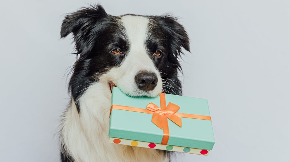Collie Holding Present in Mouth